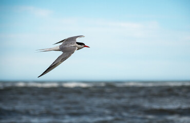 Tern in flight over ocean, bird with wings spread in flight.