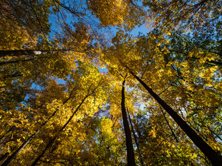 View up at the yellow autumn foliage in a dense forest.