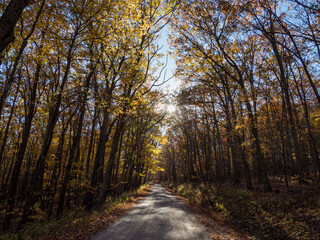 Gravel road through autumn forest on a sunny fall day.