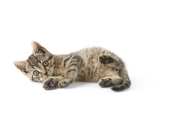 Naklejka na ściany i meble Small tabby (European Shorthair) kitten isolated on white background. 