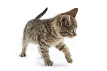 Small tabby (European Shorthair) kitten isolated on white background.
