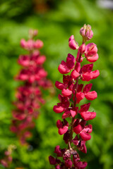 Beautiful garden lupine, (lupinus polyphyllusus). Close up.