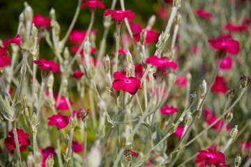 Beautiful light carnation, (Silene coronaria). Close up.