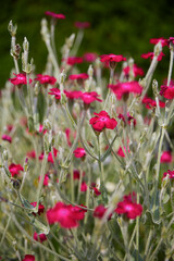 Beautiful light carnation, (Silene coronaria). Close up.