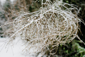 Winter Scenery Pine Trees Covered With Snow