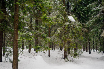 Winter Scenery Pine Trees Covered With Snow