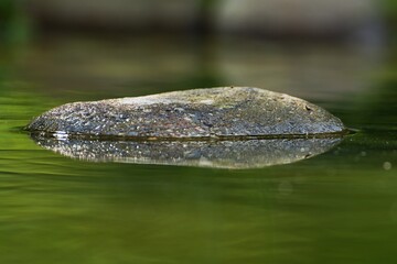 A stone protruding from the water. Reflection on the water. 