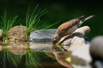 Linnet, Carduelis cannabina, female drinks water from bird's waterhole. Czechia. Europe.