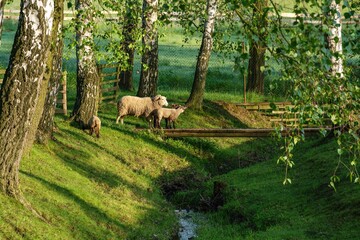 Sheep at the footbridge over the creek in the spring. 