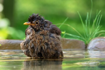 Young blackbird (Turdus merula) baths in the water of a bird watering hole. Czechia. Europe. 