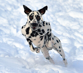 dalmatian dog in the snow
