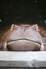 
Hippo
