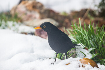 Turdus merula - Common blackbird - on snow searching for food