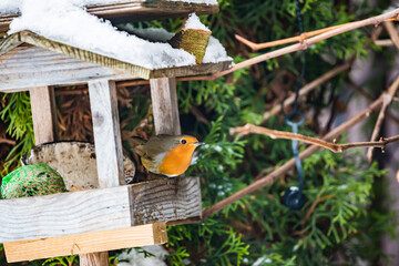 European robin (lat. Erithacus rubecula) coming to birdhouse for feeding