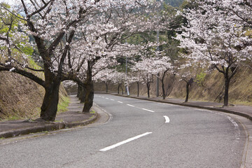 国分城山公園の桜並木	