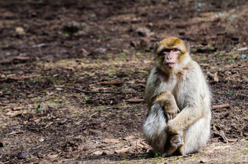 Obraz premium Macaque ape living in cedar woods near Azrou in Morocco