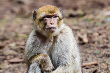 Obraz premium Macaque ape living in cedar woods near Azrou in Morocco