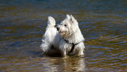 Westie in the river
