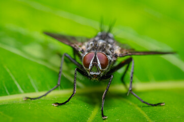 Look of a red-eyed fly