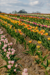 Obraz premium Yellow Purple and Red Fresh Tulips Blooming on Field at Flower plantation Farm
