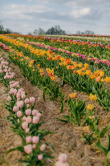 Yellow Purple and Red Fresh Tulips Blooming on Field at Flower plantation Farm