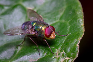 Red-eyed fly sunbathing on a leaf
