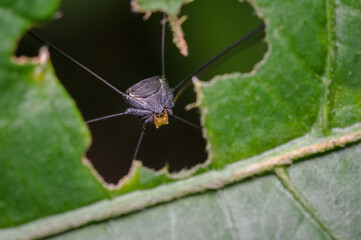 Spider hiding behind a tree leaf
