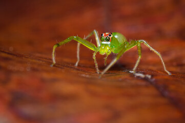 Green spider on a red leaf
