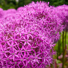 Allium roseum