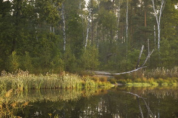 Bagienko leśne © Marcin