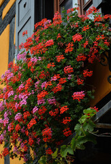 窓の花、リクヴィール（フランス ）、アルザス・ワイン街道