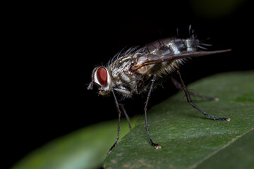 Red-eyed fly on a leaf and a black background