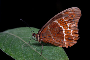 Red butterfly perched on a green leaf and black background