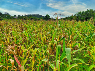 corn fields and blue sky in the morning
