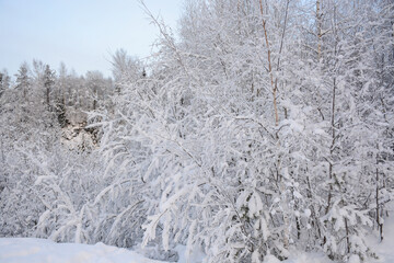 Winter forest view in Ruskeala mountain park in Republic of Karelia