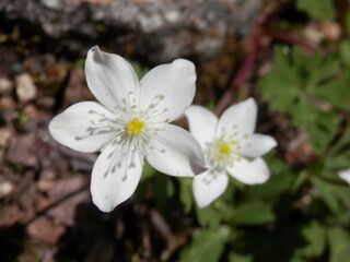 イチリンソウの花部分