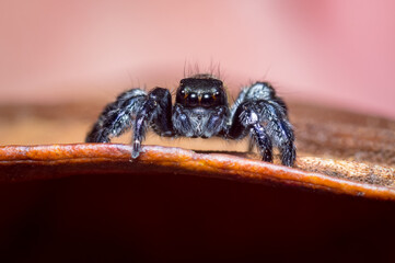 Black jumping spider on a pink background