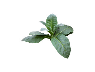 Isolated young tobacco plant with clipping paths.