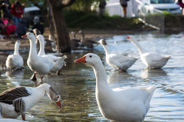 Grupo de Patos en el lago de Parque metropolitano 