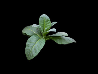 Isolated young tobacco plant with clipping paths.