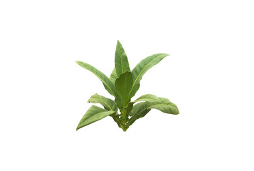 Isolated young tobacco plant with clipping paths.
