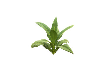 Fototapeta premium Isolated young tobacco plant with clipping paths.