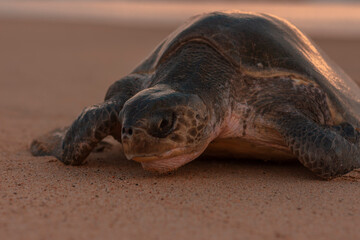 turtle on the beach