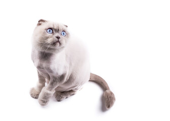 Cat scottishfold trimmed by a groomer like a lion, looks up, on a white background - 408683644