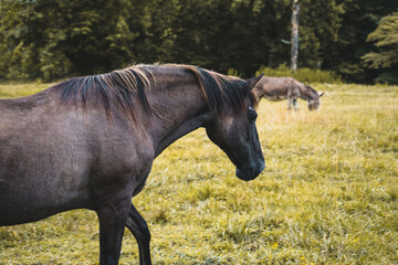 Black Horses Eating Grass on a Farm