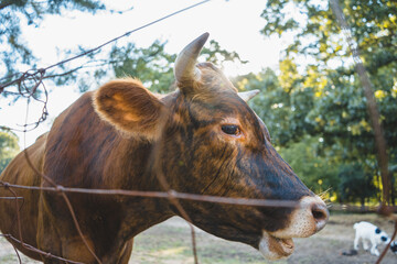 Brown Cow behind a fence