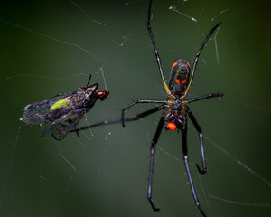 Spider catches a prey in its spiderweb