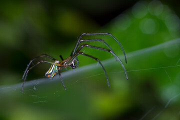Spider walking on its spiderweb