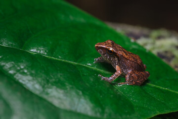 Naklejka premium Colombian endemic frog perched on a leaf