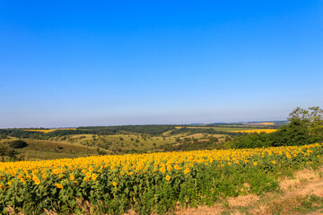 Summer landscape with sunflower fields, hills and blue sky